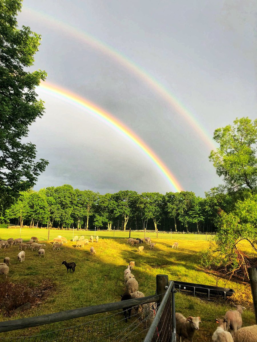 topoftheridgebb's tweet photo. Did you get to see the double rainbow 🌈 🌈 yesterday? Sheep 🐑 from @farmheartstone add to the pastoral scene. #sheep #rainbow #doublerainbow #topoftheridgefarmbnb #countrylife #visitnh #themoosenh https://t.co/cSFNoeZgdL
