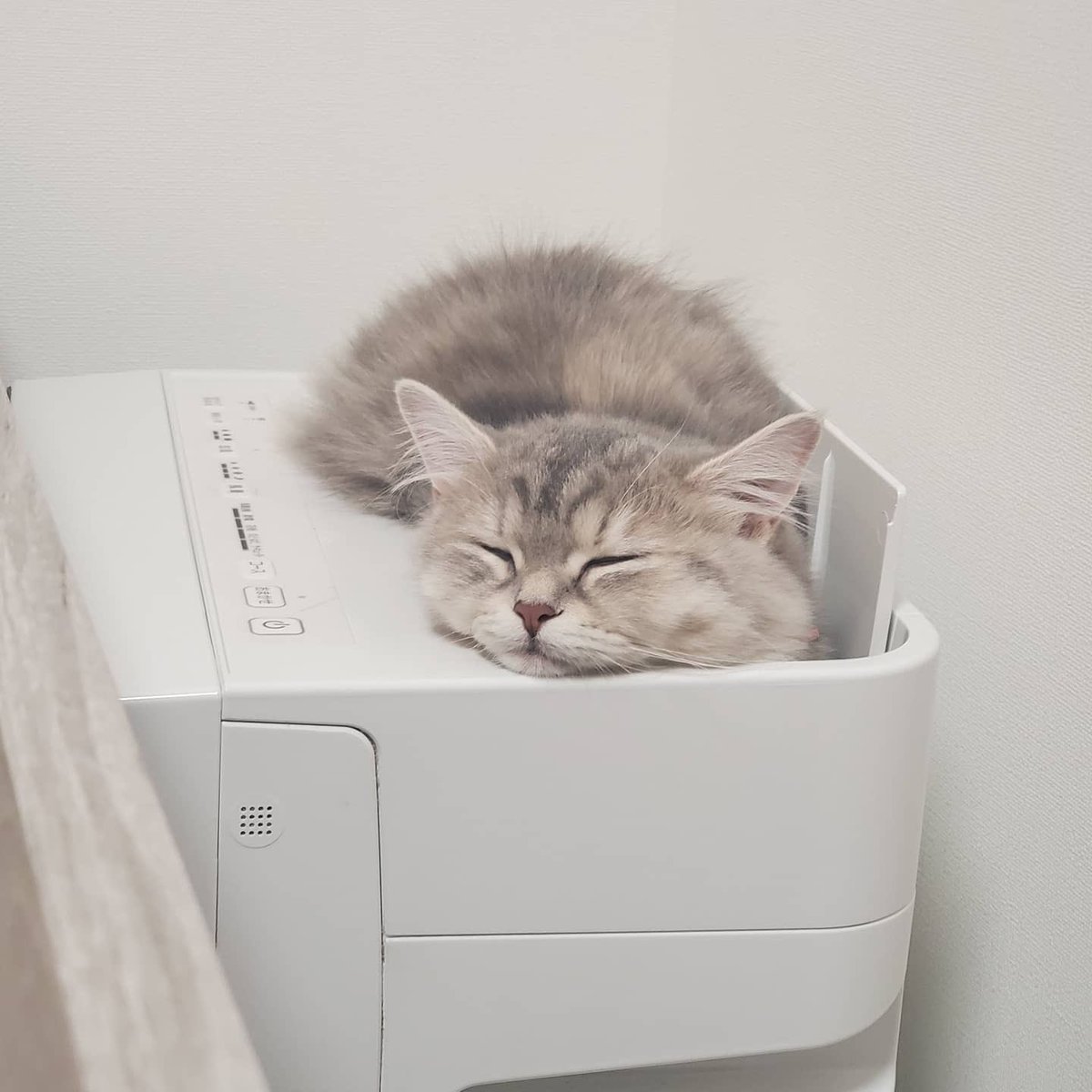 空気清浄機が好きすぎる フィット感のある快適スポットを独占する猫のみなさん よくそこで寝てます Togetter