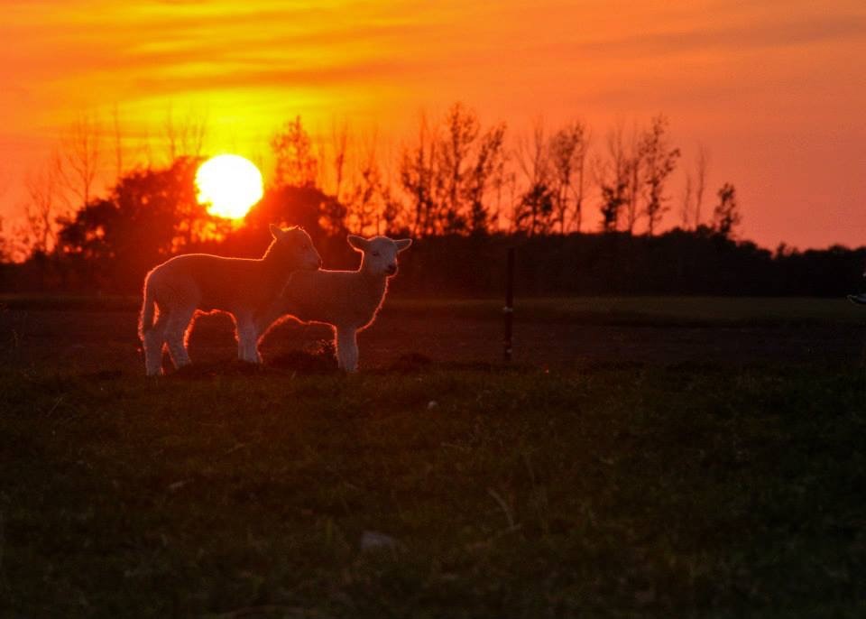OntarioSheep's tweet photo. What does it take to be a great leader in our industry today? We want to hear from #ontsheep farmers β share your opinions and ideas. Fill out this short Crossroads Challenge online survey here: https://t.co/xkYDjfyAR3. #ontag https://t.co/U3p3ZWiFH5