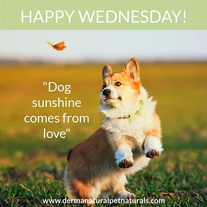 dermanaturalpet's tweet photo. 🐶💞Dog sunshine comes from love💞🐶
#ecofriendly are #ecofriendly #zerowaste #sustainable #sustainability #eco #gogreen #sustainableliving #. #plasticfree #nature #savetheplanet #environment #recycle #vegan #green #organic #natural #climatechange #ecofriendlyproducts #noplastic https://t.co/6LQ2fhWTgx