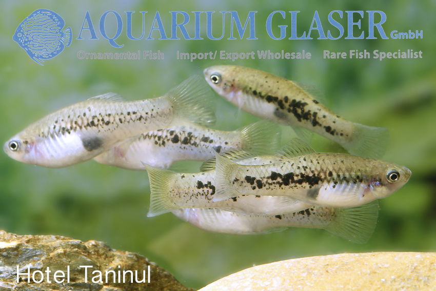aquariumglaser's tweet photo. #Xiphophorius #variatus "#Hotel #Taninul"
find more details and pics @ https://t.co/kgExUnuDLM https://t.co/QFrlCEWrjt