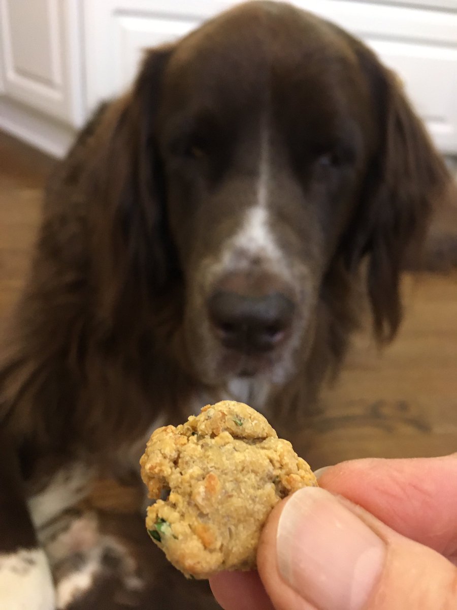 Violet_theNewfy's tweet photo. Today, on #BakingwithViolet, we are tasting Turkey Cheese Dog Treats, made with ground Turkey and Parmesan cheese. Also something called parsley, which I found unnecessary, but, whatever. Delicious and also rated highly by neighborhood dogs, Zoey, Diamond, and Ella 💜 https://t.co/OfpawHb3Sh