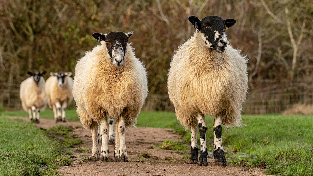 Sheep have now returned to Water Gardens Field at Woughton on the Green. 

Please keep all dogs on leads in this field and any other areas where our livestock are present.

Find out more about our farming work ⬇️
ow.ly/TvWR50FbMqT