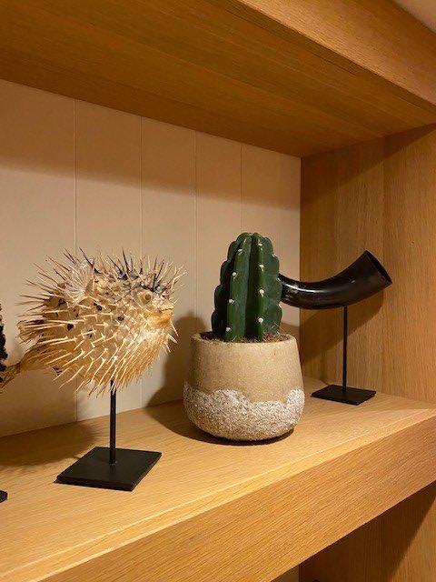 De Cuddly Cactus is een trendy en stijlvolle cactus die met toegevoegde waarde in elk huishouden past. Hieronder een voorbeeld van deze premium cactus in onze rocklook pot.

The branches are many, the root is one.
#stylish #new #trendy #newtrend #premium