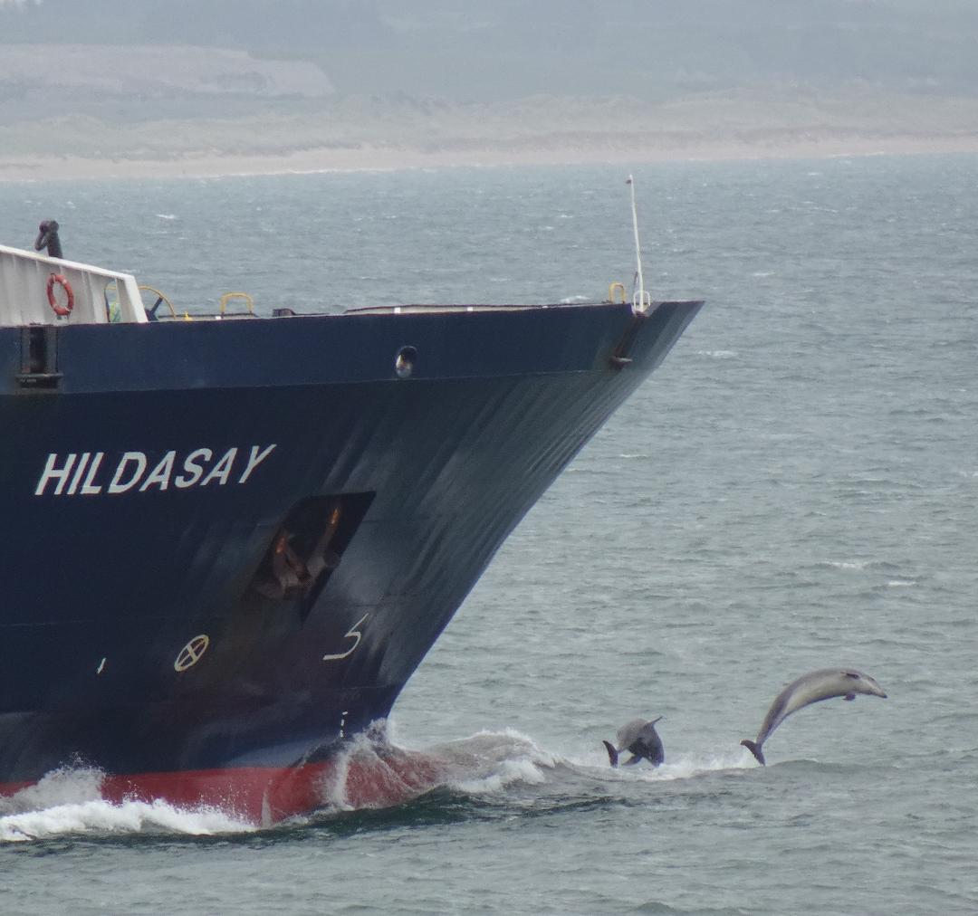 Dolphins jumping at the bow of <a href="/NLFerries/">NorthLink Ferries</a> Hildasay leaving <a href="/AberdeenHarbour/">Aberdeen Harbour</a> this afternoon