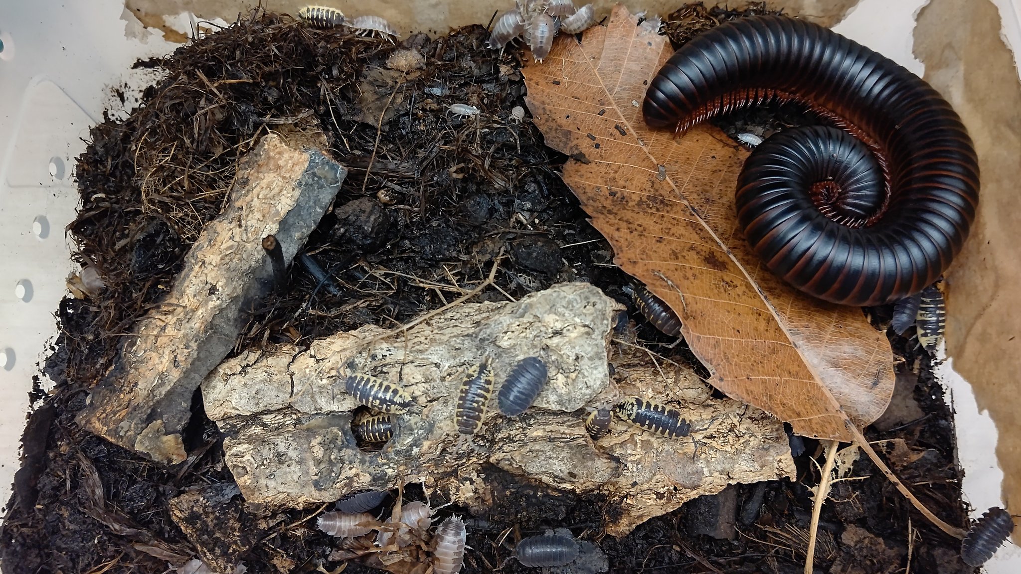 イカぽ 2787 8175 0306 En Twitter 虫画像注意 ケージを整理して トーゴオオヤスデをダンゴムシのケージに移してしばらく経ちましたが 適性環境も食性も似てるので 仲良くやってますね コロナによる輸入減で 最近妙に高騰しているヤスデさんです T