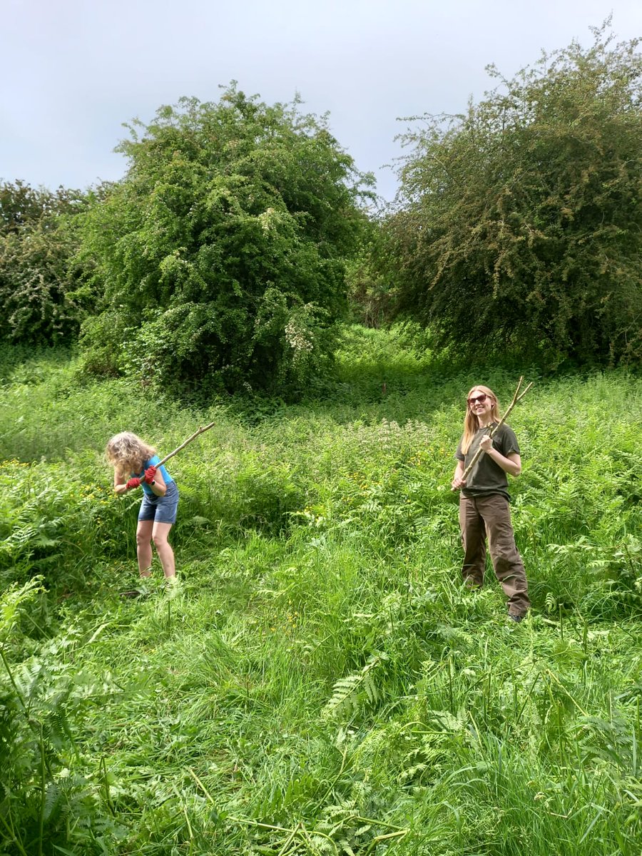 WildGroundNW's tweet image. Great job bracken bashing at Llwyni Valley.  Bracken bashing is an essential management regime for various types of habitat, if left unchecked it would smother other flora beneath it.  Find out more about habitats at Llwyni bit.ly/3e0E8jZ #brackenbashing #habitats