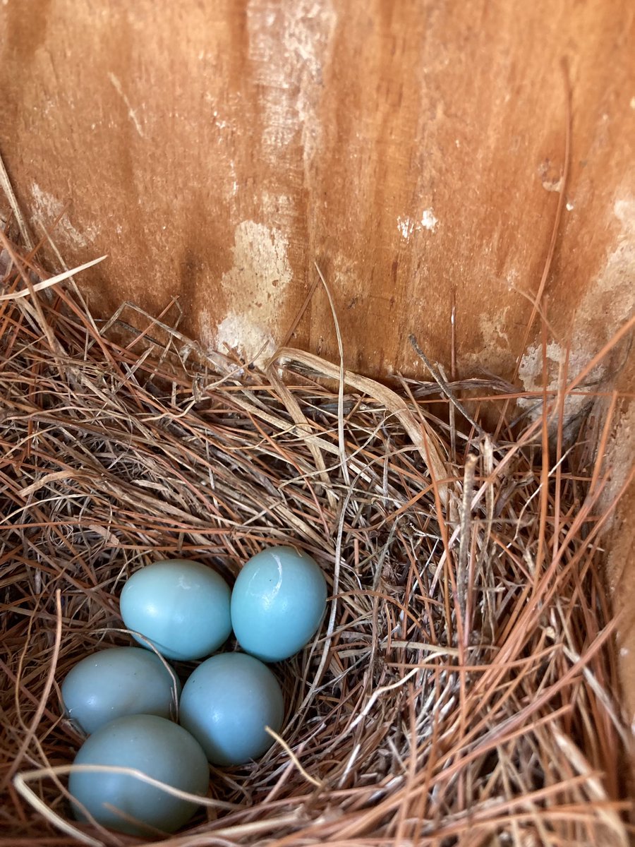 Tree swallow eggs in one birdhouse..should hatch next week. Bluebird nest number 2...should hatch around the 28th. Bummed that we won’t be here to see the babies. <a href="/CopperHillES/">Copper Hill</a>