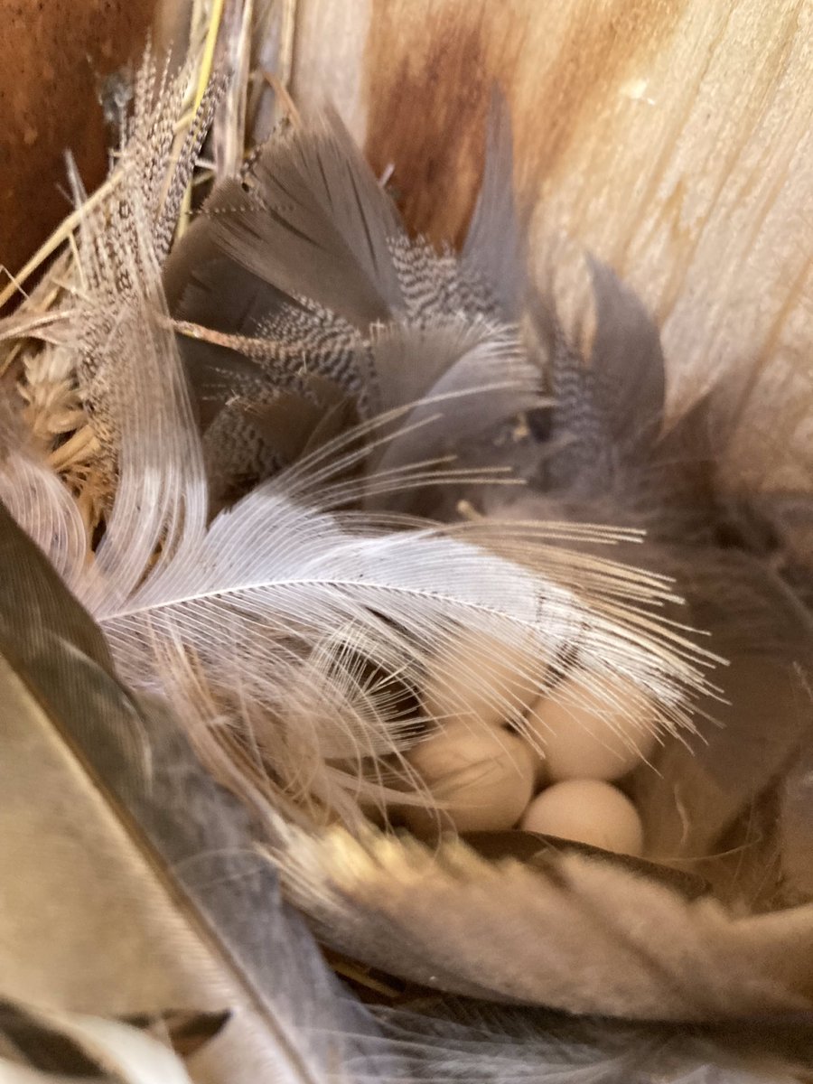 Tracey MacRitchie tweet media