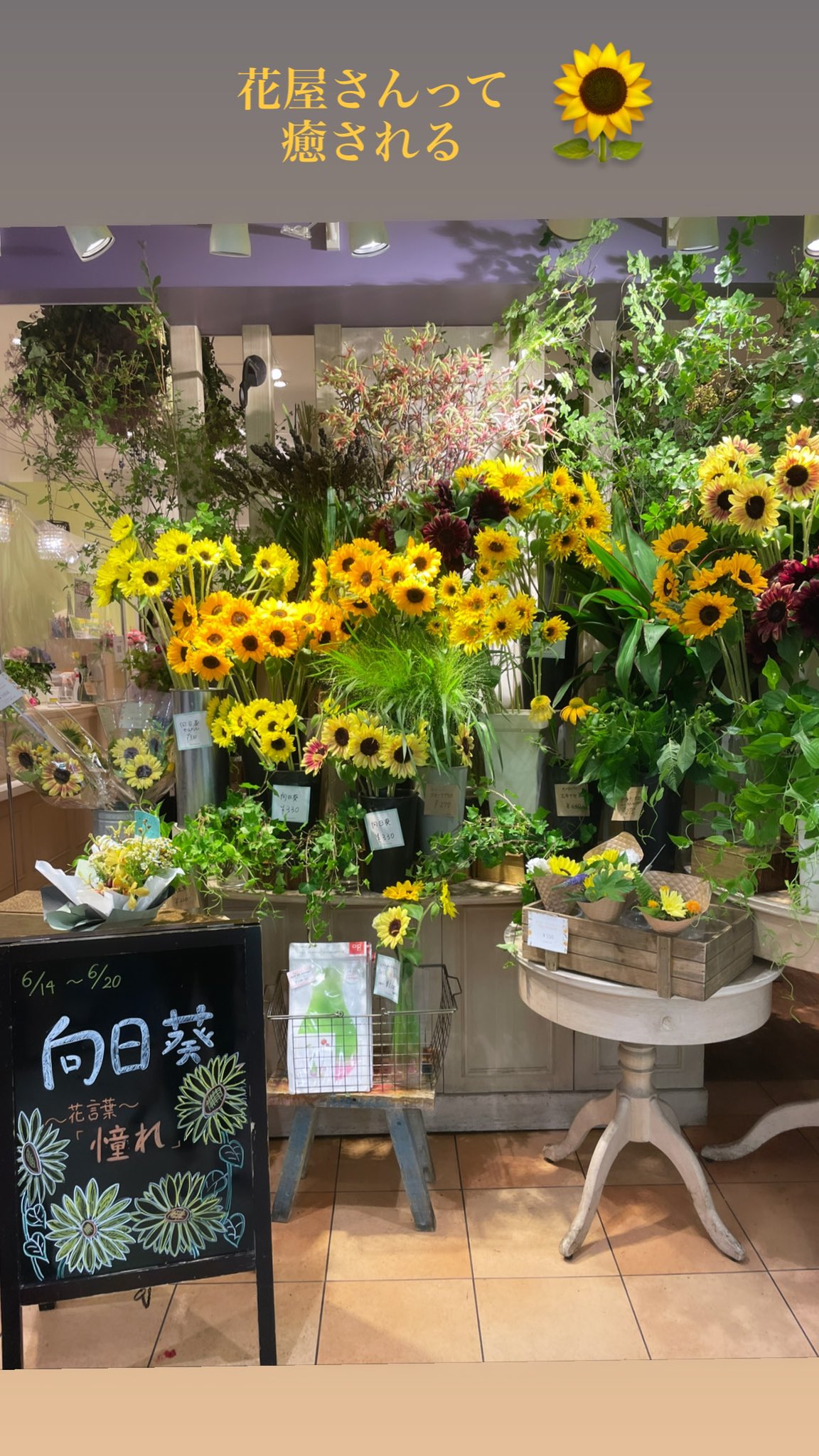 金子実加 バチェラー3 花屋さんって癒される ひまわり向日葵の花言葉は憧れなんだっ T Co Pwj5cjmqjp Twitter