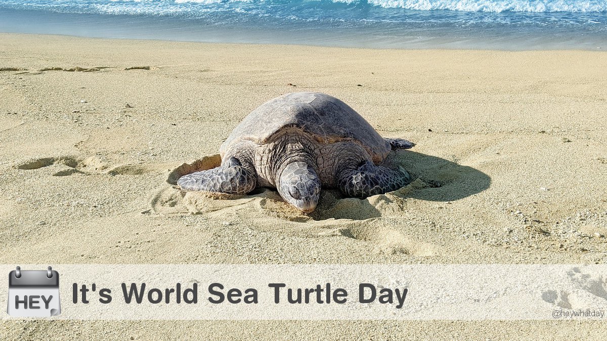 Heywhatday It S World Sea Turtle Day Worldseaturtleday Seaturtleday Tartaday T Co Wcvmbh7n7k Twitter