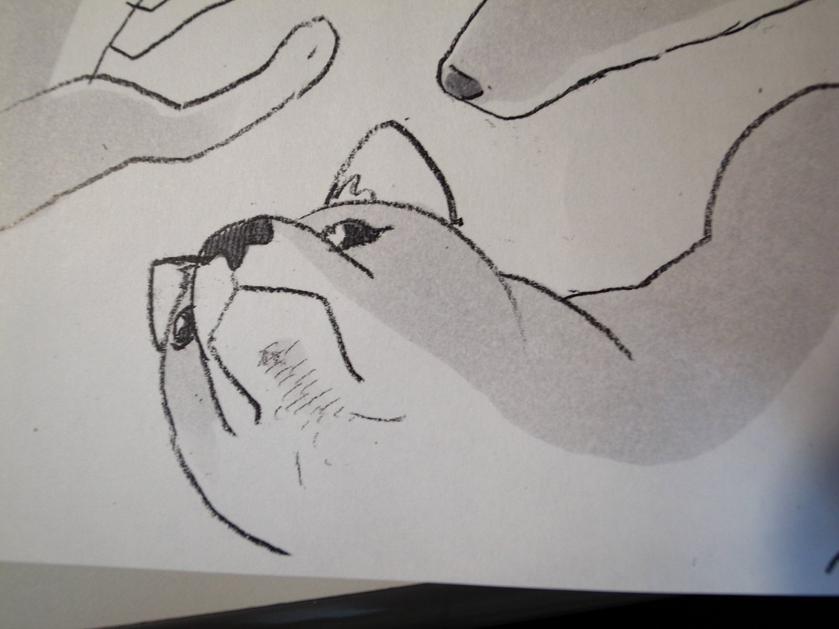 芝犬 