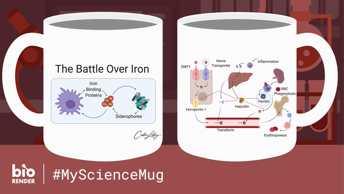 This is my #MyScienceMug competition entry #micromeded style. Go make yours today!

 @BioRender