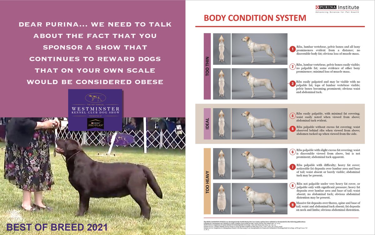 So Twitter dog peeps... where would you place this winning Labrador on the @Purina body condition score scale?