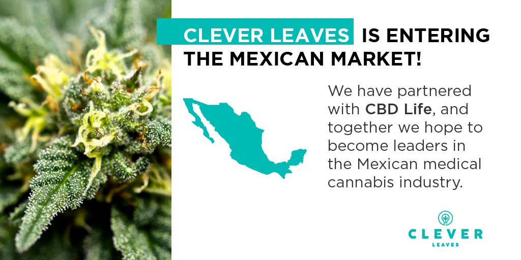 clever_leaves's tweet image. Strengthening its global presence, $CLVR has begun exporting to Mexico! 

Following an agreement signed with CBD Life, a Mexican cannabis industry pioneer, we'll supply API for the development and manufacture of #MedicalCannabis products.