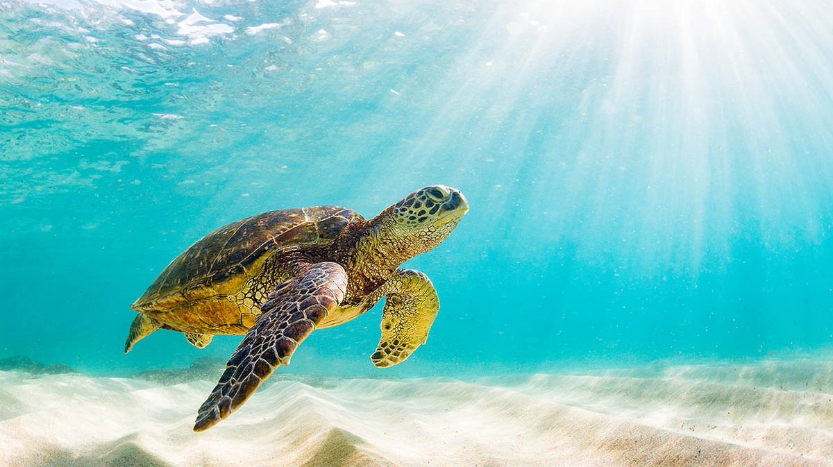 geocappiello's tweet photo. #16June #June16 #16Giugno 2021
Happy World Sea Turtle Day 2021
#WorldSeaTurtleDay #Turtles #SeaTurtles #Tartalove #Biodiversity #Scuba #Diving #Marinelife #Sealife #Marinemonday #Underwater #Tartalife #Tartarughemarine #Tartarughe #GiornataMondialedelleTartarugheMarine https://t.co/EZbrJ1ThnU