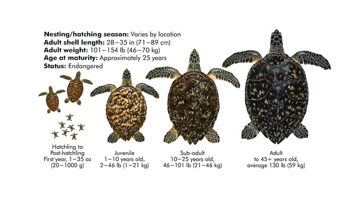 geocappiello's tweet photo. #16June #June16 #16Giugno 2021
Happy World Sea Turtle Day 2021
#WorldSeaTurtleDay #Turtles #SeaTurtles #Tartalove #Biodiversity #Scuba #Diving #Marinelife #Sealife #Marinemonday #Underwater #Tartalife #Tartarughemarine #Tartarughe #GiornataMondialedelleTartarugheMarine https://t.co/EZbrJ1ThnU