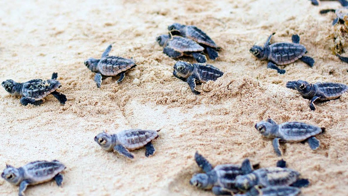 geocappiello's tweet photo. #16June #June16 #16Giugno 2021
Happy World Sea Turtle Day 2021
#WorldSeaTurtleDay #Turtles #SeaTurtles #Tartalove #Biodiversity #Scuba #Diving #Marinelife #Sealife #Marinemonday #Underwater #Tartalife #Tartarughemarine #Tartarughe #GiornataMondialedelleTartarugheMarine https://t.co/EZbrJ1ThnU