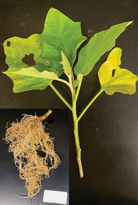 JEcology's tweet photo. Whole-plant responses to #stress in variable #environments are complex...their understanding requires accounting for belowground #herbivores and #root responses.

@FabiMundim @EVN_ub @BrunaLab

Read the full research article:
https://t.co/eWV8hpekXz https://t.co/ejrj5jBQfI
