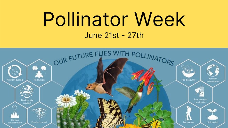 #PollinatorWeek 2021 is here! Pollinators sustain ecosystems and keep food on our tables. Keep an eye out for the rest of our posts (on Instagram and Facebook too) in support of our native #pollinators! Visit pollinator.org 🌸🐝