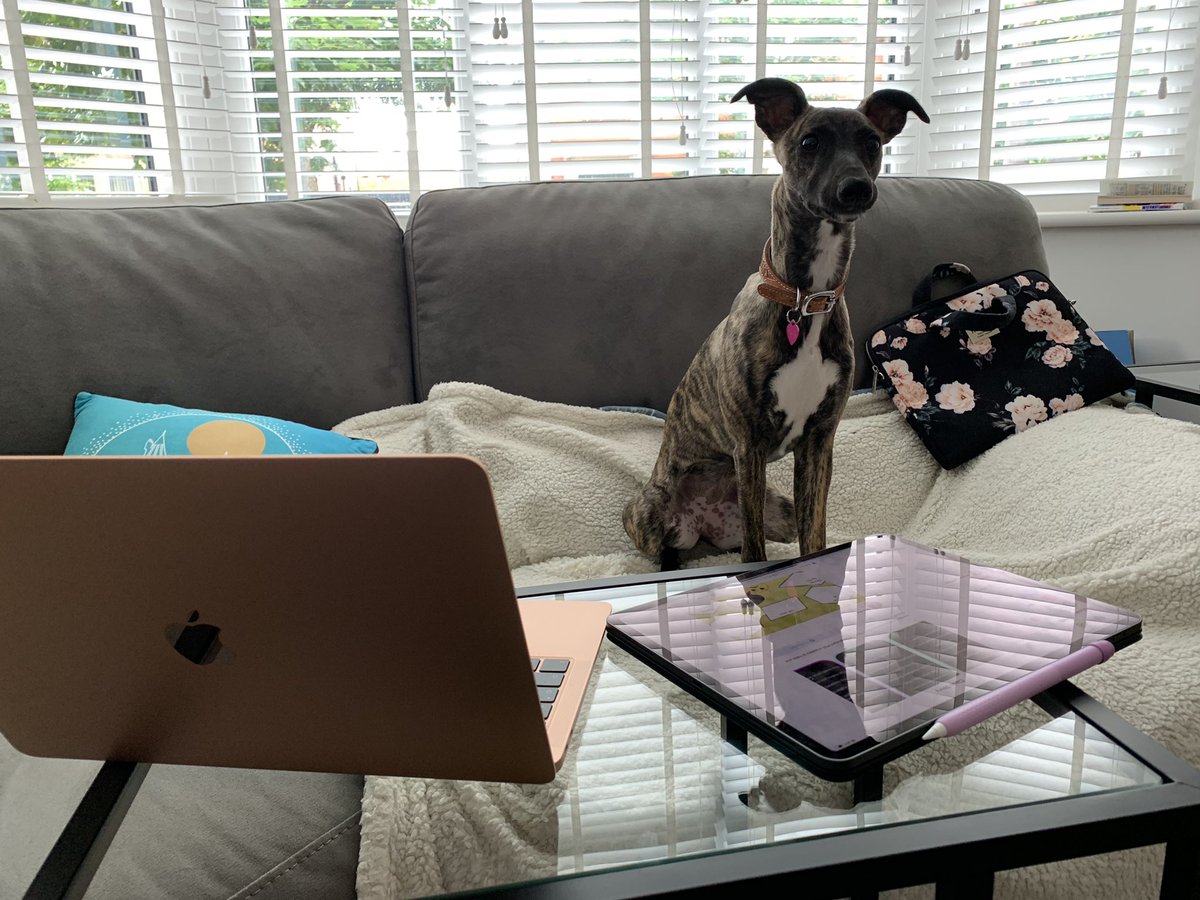 Heidi Paul (@mrshspaul) on Twitter photo When the bubble pops, it’s vital to ensure you have a good team around you to support you. Miss Eevie has been most diligent and helpful today in assisting to marking work and planning. Miss Eevie would like to know how Mr Oscar has been helping! <a href="/OliviaDomics/">Olivia Domics 🌼 #TVTTagTeam</a> #TeamLayton #WFH When the bubble pops, it’s vital to ensure you have a good team around you to support you. Miss Eevie has been most diligent and helpful today in assisting to marking work and planning. Miss Eevie would like to know how Mr Oscar has been helping! <a href="/OliviaDomics/">Olivia Domics 🌼 #TVTTagTeam</a> #TeamLayton #WFH
