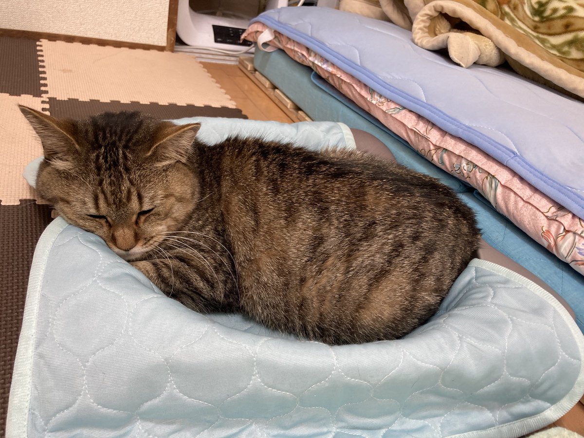 Dutchbaby Cat 去年買って見向きもしなかったアルミ猫鍋 を気まぐれに出したら入ってくれました ただしマットを敷かないと入らない よかったー 猫 保護猫 猫がいる暮らし Dutchbaby Cat 去年買って見向きもしなかったアルミ猫鍋 を気まぐれに出したら入ってくれました ただしマットを敷かないと入らない よかったー 猫 保護猫 猫がいる暮らし