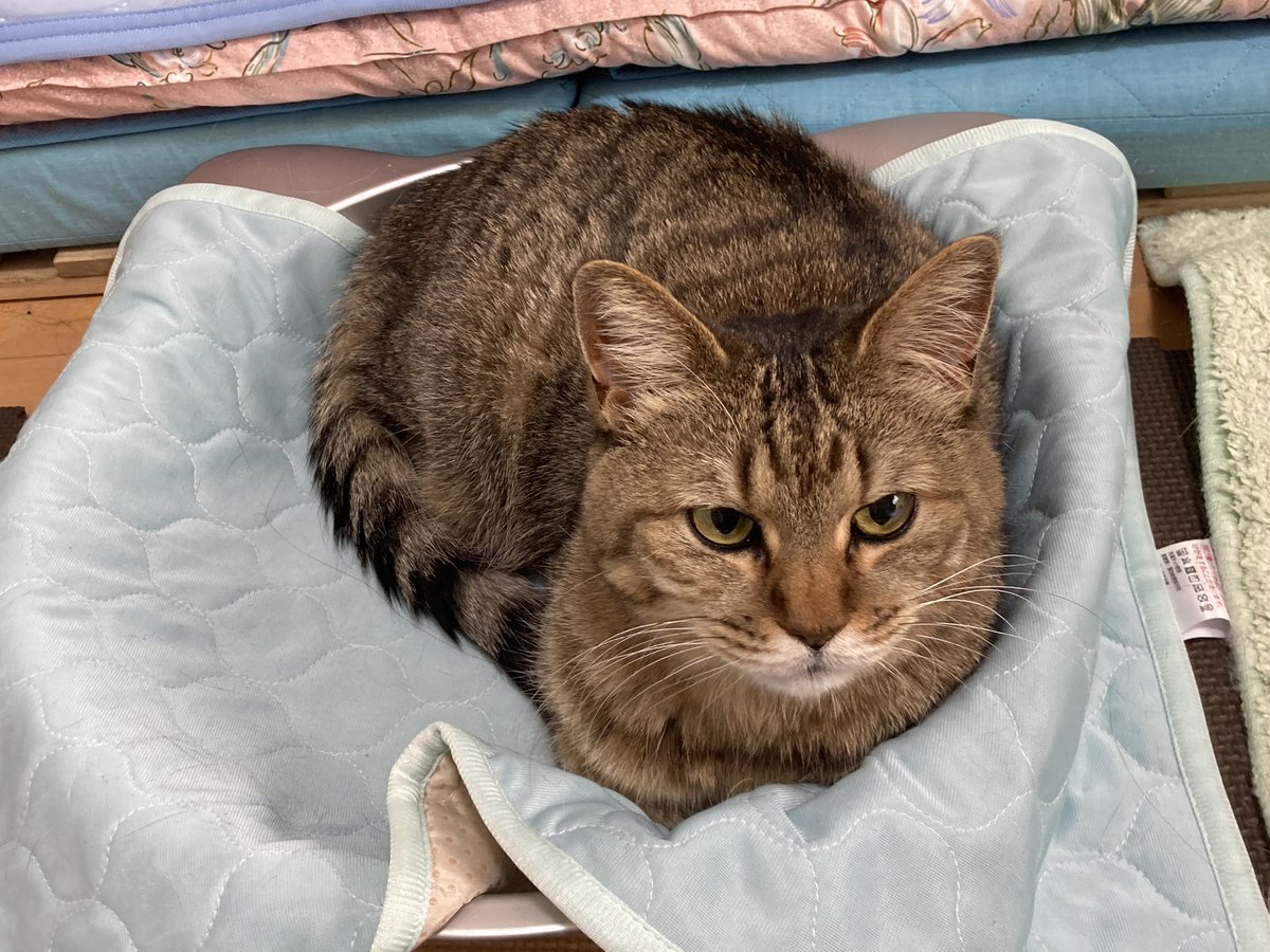 Dutchbaby Cat A Twitter 去年買って見向きもしなかったアルミ猫鍋 を気まぐれに出したら入ってくれました ただしマットを敷かないと入らない よかったー 猫 保護猫 猫がいる暮らし Dutchbaby Cat A Twitter 去年買って見向きもしなかったアルミ猫鍋 を気まぐれに出したら入ってくれました ただしマットを敷かないと入らない よかったー 猫 保護猫 猫がいる暮らし