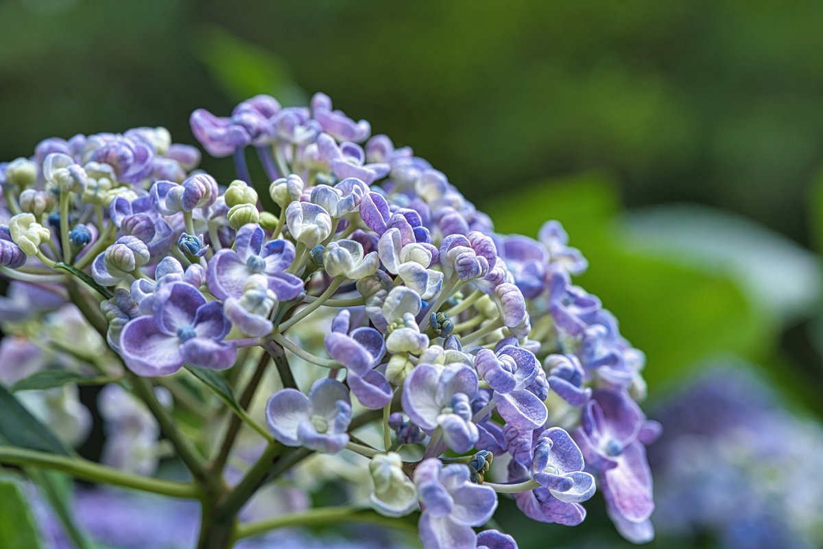 AstaPappataci's tweet photo. おやすみなさい😴
ウズアジサイ 別名 オタフクザジサイ
#ウズアジサイ
#bigleafhydrangea
#大葉繡球花
#Hydrangea_macrophylla_Uzuazisai https://t.co/khHs53we4V