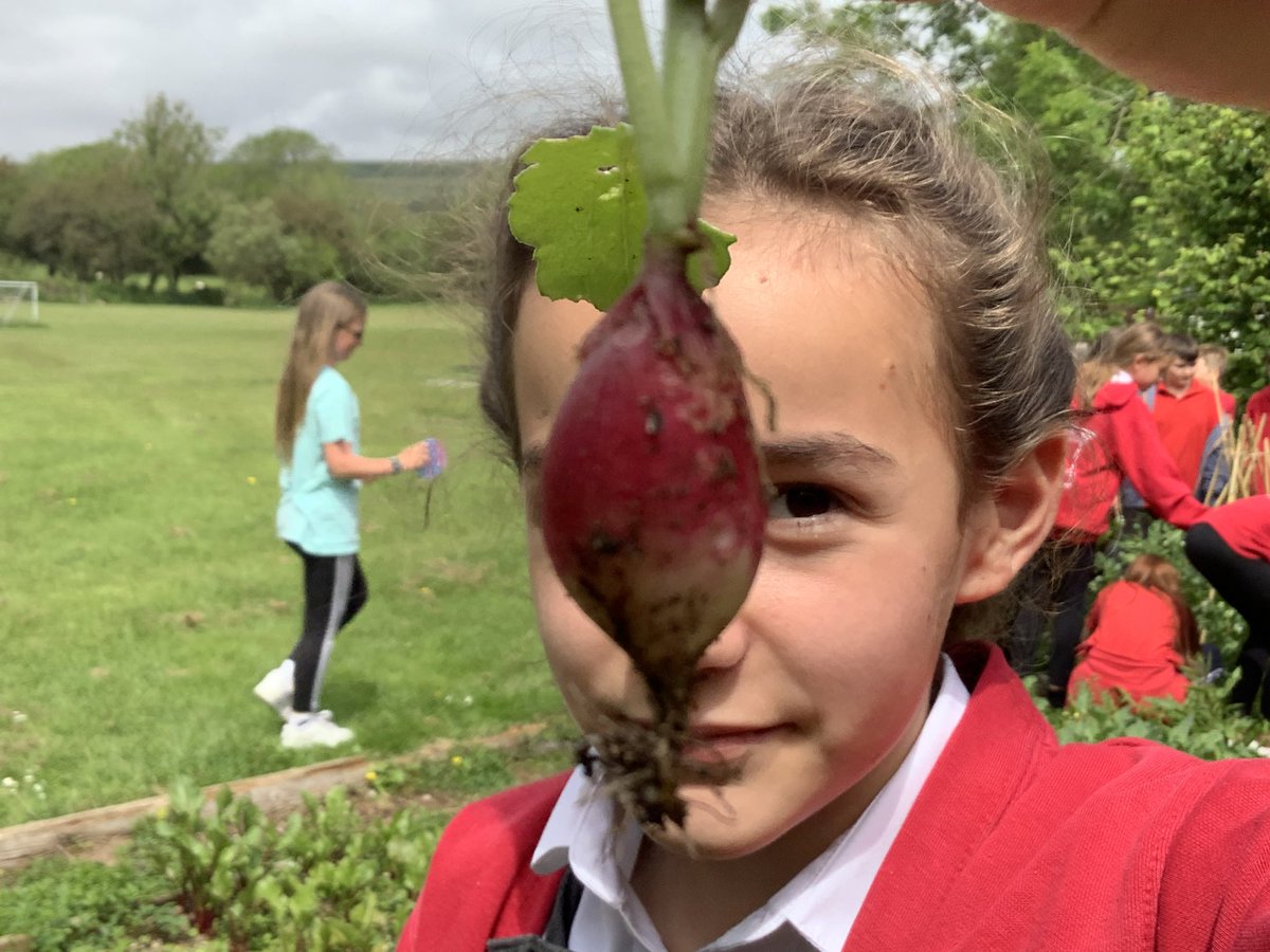 Picking radishes #KnelstonGreens #Souperb