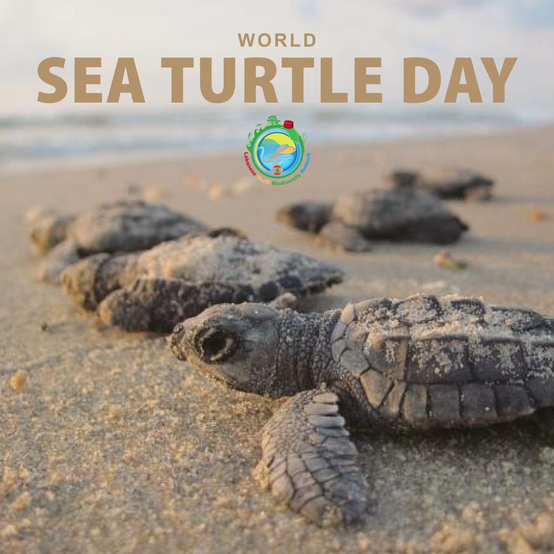 On #WorldSeaTurtleDay , we celebrate the ancient connection between our shores & sea turtles & commit to protecting & advocating for safe nesting spots along the Lebanese coastline. We condemn plastic pollution, oil spills & cruel fishing for harming these beautiful creatures.