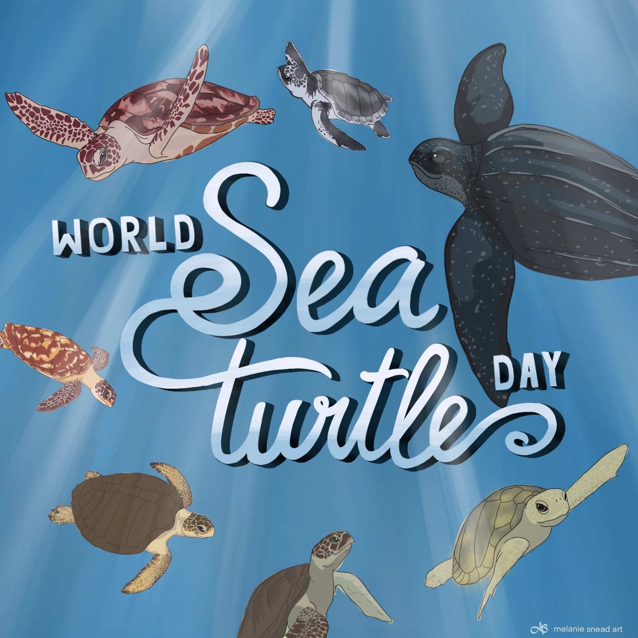 Seaturtleconservancy Happy World Sea Turtle Day T Co Mnaysr814j Twitter