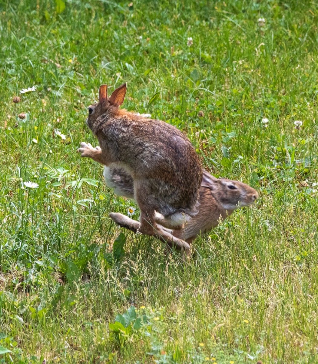 Bunny shenanigans #easterncottontail #wildlifephotography