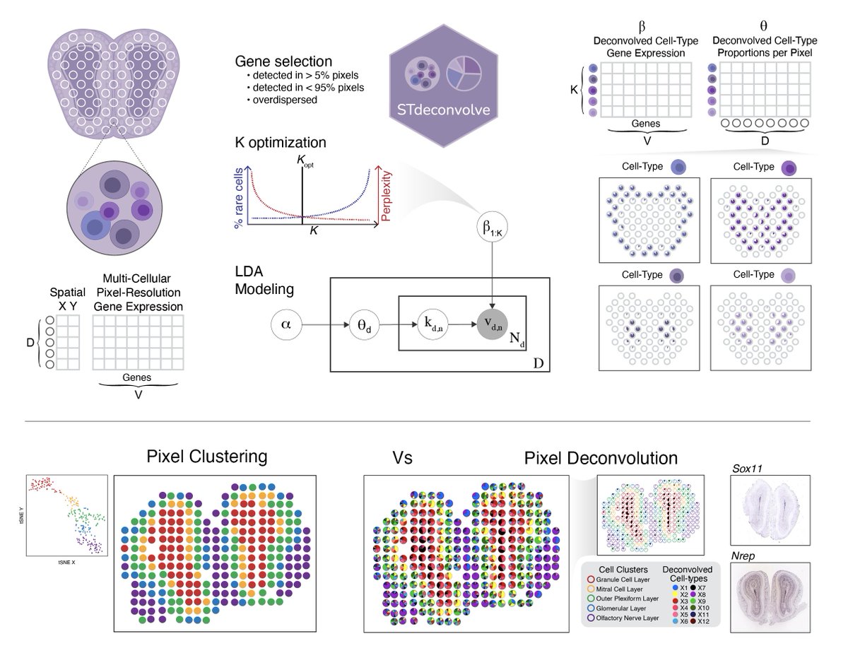 JEFworks's tweet photo. Thrilled to share our #Bioinformatics work led by @bf_miller_ +team. We deconvolve multicellular pixel resolution #spatialtranscriptomics data w/o #singlecell references to recover cell-type specific spatial patterns.

📰 https://t.co/geytdjfWJq
🖥️ https://t.co/6Qv4zxNyFL #RStats https://t.co/UPntxGcf1w