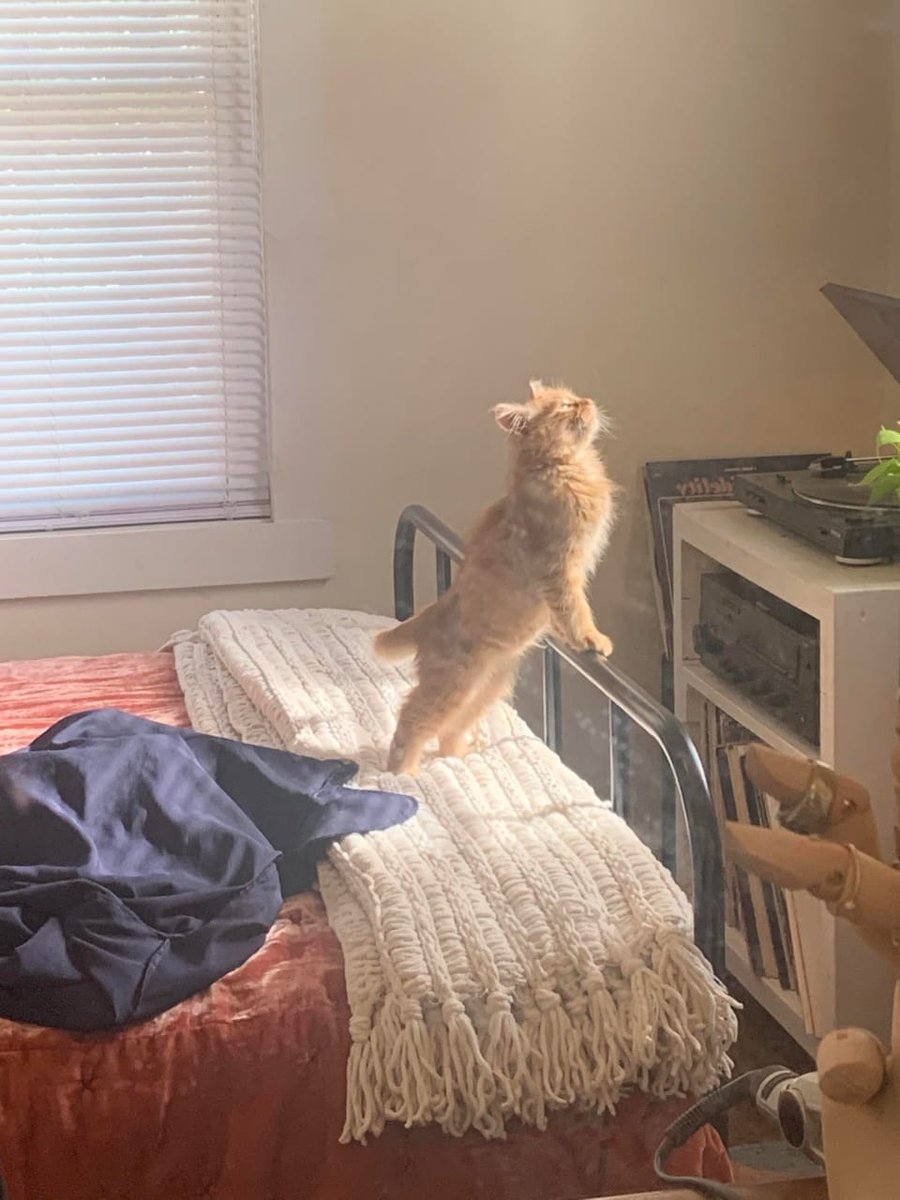 WeAssessCats's tweet photo. https://t.co/AwxIU6GqiU