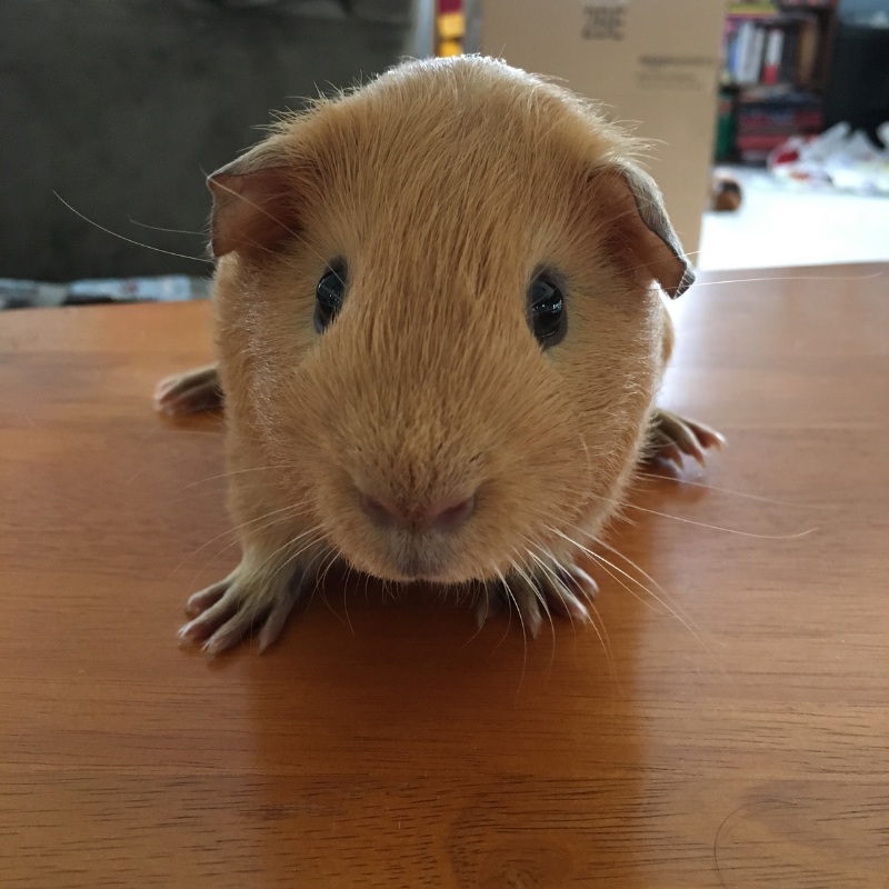 Time spent with guinea pig is never wasted. 💜