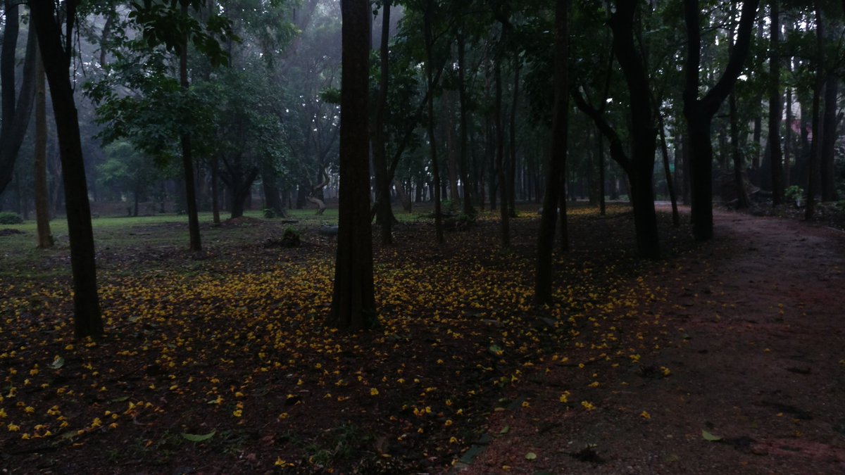 deora_shubham's tweet photo. Lung space of the city on a rainy evening.

Cubbon Park (Sri Chamarajendra Park), Bengaluru.

#cubbonpark #bengaluru #cubbontrails #Bangalore #garden https://t.co/4dulk7KmWU