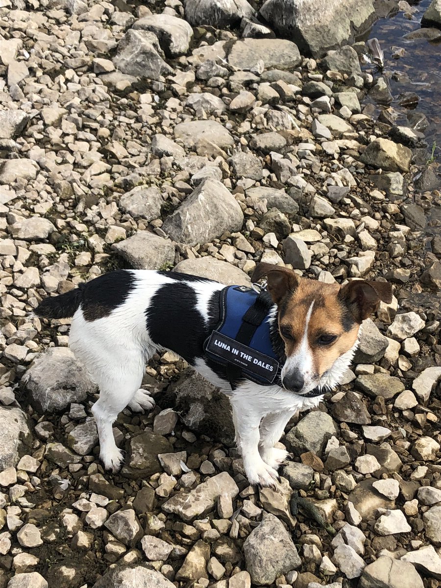LunaInTheDales's tweet photo. A quick dip to cool off #lunainthedales 🐾❤️ #jrts #dogoftheday ##jackrussellterrier #jackrussell #dogsoftwitter #jackrussellmoments #jrt #jrtlove #jrtlovers #jrtlife #yorkshiredales #naturephotography #nature #walks #walkswithmydog #jrt #jrtclub #dogphotography #dogslife https://t.co/nHCw4zYTQz