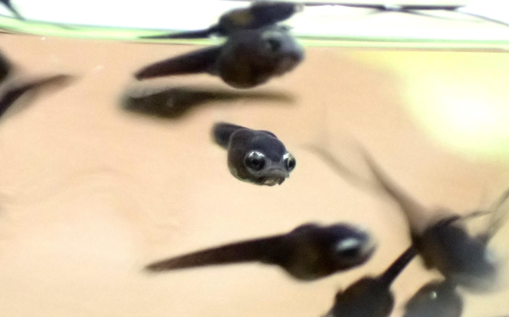 鰐 ウシガエルキング というわけでうちで育成中の雷魚の稚魚 生まれたてだと真っ黒でおたまじゃくしにそっくり ニヤ面の様な弧を描いた白い目 と思いきや目の上の方だけ白くなってるだけだった 外敵に上から見られた時に顔に見えるようにしてるのかな