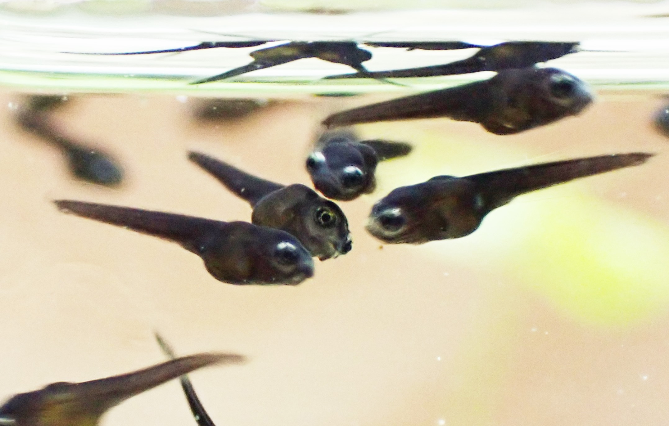 鰐 ウシガエルキング というわけでうちで育成中の雷魚の稚魚 生まれたてだと真っ黒でおたまじゃくしにそっくり ニヤ面の様な弧を描いた白い目 と思いきや目の上の方だけ白くなってるだけだった 外敵に上から見られた時に顔に見えるようにしてるのかな