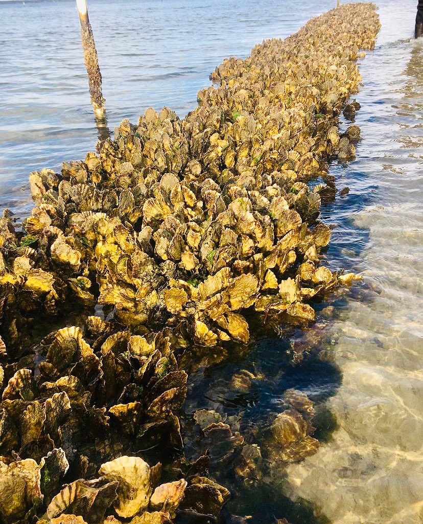 nc_oysters's tweet photo. 📣 N.C. DMF’s Shellfish Lease Restoration Permit, or SLRP! Grow your oysters for food? Want to use them for restoration? Check out the new permit! https://t.co/1xA4keg62i
•
#ncoysters #ncdmf #ncpol #ncgov #restoration #mariculture #aquaculture #oysters #oysterreef #oyster https://t.co/NBNUgBGJNt