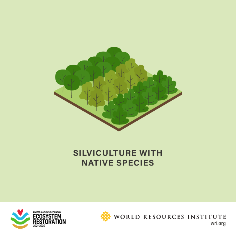 restoreforward's tweet photo. When it comes to forest landscape restoration (FLR), there is no one-size-fits-all solution.

Check out some of the paths to restoring land: