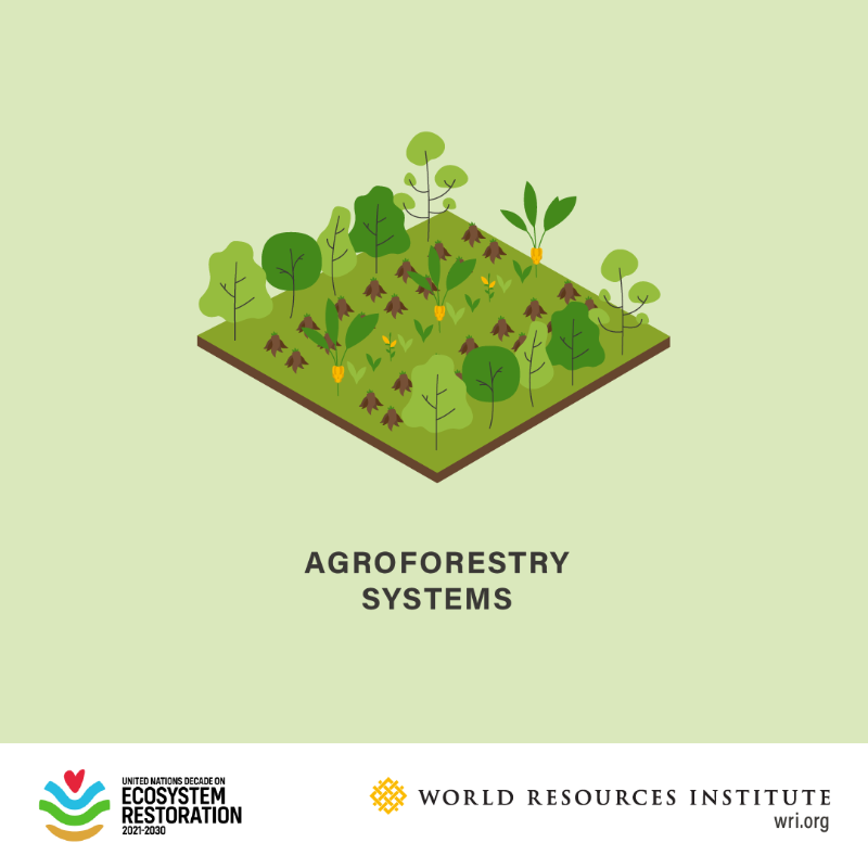 restoreforward's tweet photo. When it comes to forest landscape restoration (FLR), there is no one-size-fits-all solution.

Check out some of the paths to restoring land:
