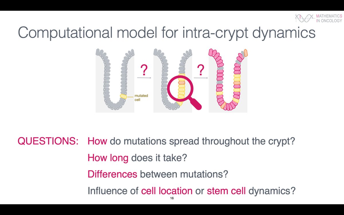 Saskia Haupt (@hauptsaskia) on Twitter photo 4th talk of MS12: I present our computational model, developed mainly with <a href="/NilsGleim/">Nils Gleim</a>, of the intra-crypt dynamics in the very early stages of cancer development (8/8) 4th talk of MS12: I present our computational model, developed mainly with <a href="/NilsGleim/">Nils Gleim</a>, of the intra-crypt dynamics in the very early stages of cancer development (8/8)