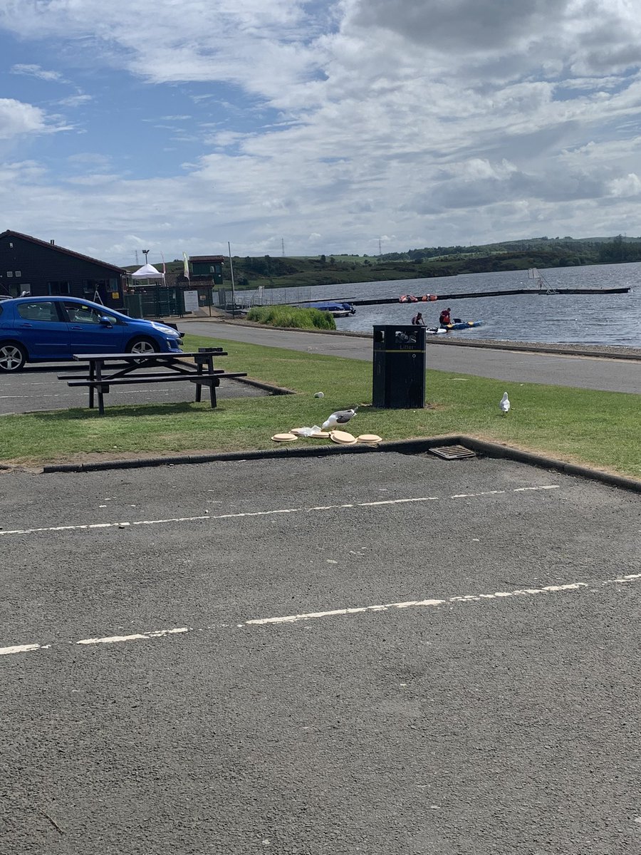 EmmaForrest01's tweet photo. @edinburghcoll nice to see your students/teachers tidying up after themselves at their day trip to Lochore meadows. Seagulls everywhere after food and rubbish was left, disappointing a college can’t look after the environment. What’s so difficult about putting plates in a bin?! https://t.co/a1XQnIDYQj