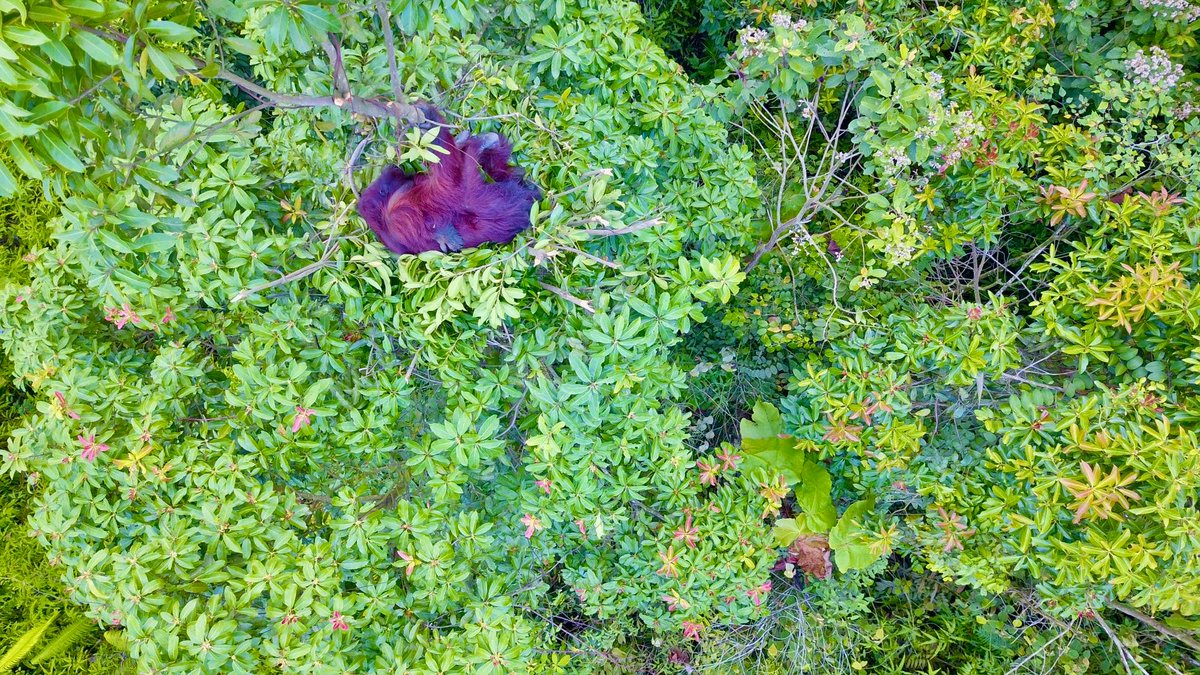 orangutan_COP's tweet photo. Drone yang terbang di atas sarang orangutan tak juga mengusik tidurnya. Sekitar pukul 08.00 WITA, dia mulai bangun dan bersin-bersin. Tak lama kemudian dia bergerak ke arah yang berlawanan dari datangnya tim #APECrusader https://t.co/Jzv93txvT9 https://t.co/wQt684HJ0v