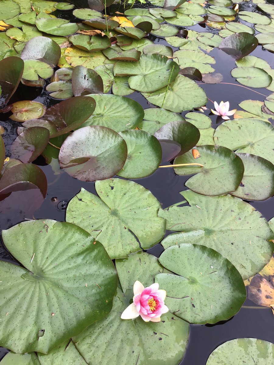 mkt_van's tweet photo. A lot of #lotus They are so beautiful.

#walkingandrunning #afterwork #Vancouver #YVR #vancouverlife #stanleypark #beaverlake https://t.co/eSdutqvG4i