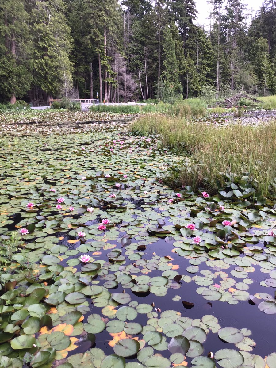 mkt_van's tweet photo. A lot of #lotus They are so beautiful.

#walkingandrunning #afterwork #Vancouver #YVR #vancouverlife #stanleypark #beaverlake https://t.co/eSdutqvG4i
