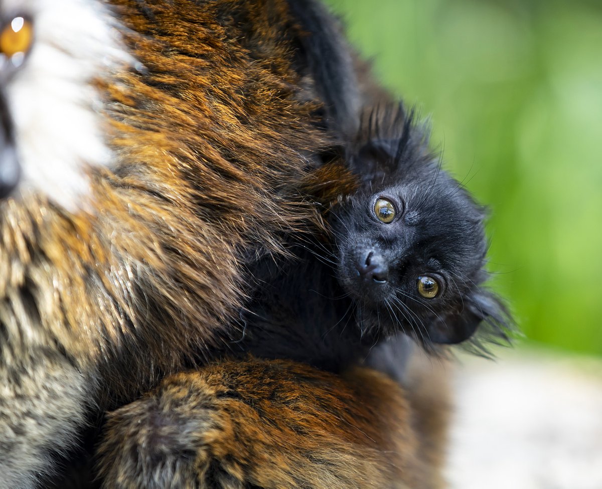 UC_Sparsholt's tweet photo. We've welcomed a very special arrival...Meet our newborn baby Black Lemur! 

Born on the 19th May, the initial signs are that the baby male is happy and healthy. The birth has been celebrated as a step forward in the [species' conservation.

Find out more: https://t.co/lh3ispyw9k https://t.co/cj0NRNV2ui