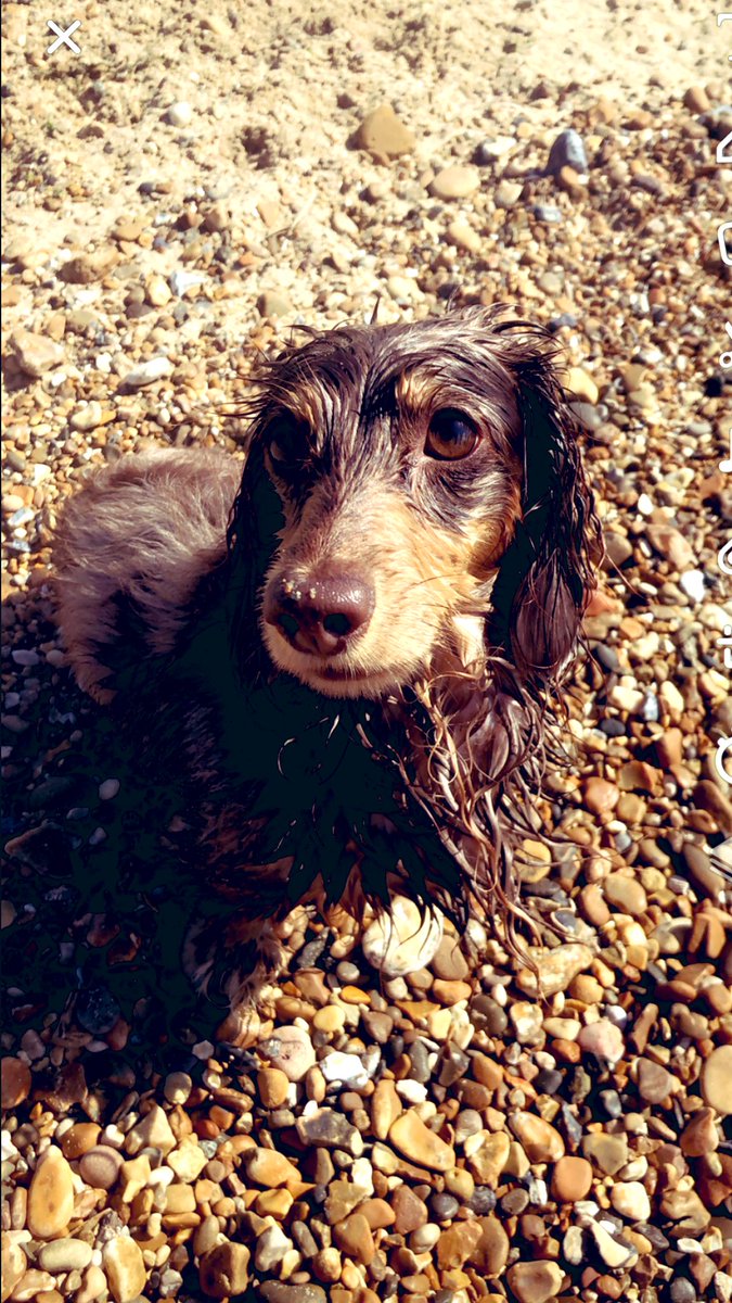 debbschanz's tweet image. FOR SALE…🙄🙄relentless,Soaked,winjing,mutt… #neverstops #throwmeastone #toomuchenergy #onlyjoking #heisallmine 🌞🏖🐶#sendwine