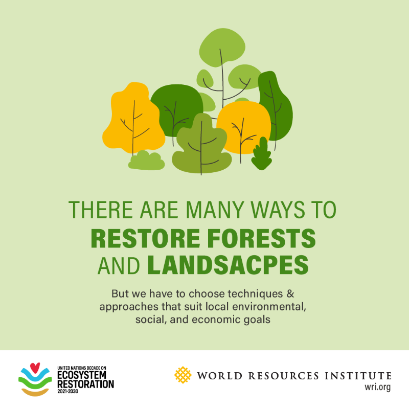 restoreforward's tweet photo. When it comes to forest landscape restoration (FLR), there is no one-size-fits-all solution.

Check out some of the paths to restoring land: